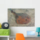 Japanese Numbray Narke Japonica Wall Decal