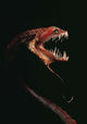 Pacific Blackdragon Showing Luminescent Wall Decal