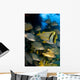 Schooling Porkfish White Margate Wall Decal Design 6