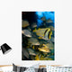 Schooling Porkfish White Margate Wall Decal Design 6