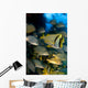 Schooling Porkfish White Margate Wall Decal Design 6