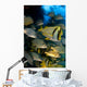 Schooling Porkfish White Margate Wall Decal Design 6