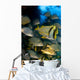Schooling Porkfish White Margate Wall Decal Design 6