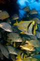 Schooling Porkfish White Margate Wall Decal Design 6