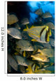 Schooling Porkfish White Margate Wall Decal Design 6