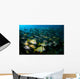 Schooling Porkfish White Margate Wall Decal Design 5