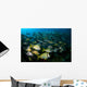 Schooling Porkfish White Margate Wall Decal Design 5