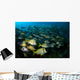 Schooling Porkfish White Margate Wall Decal Design 5