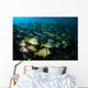 Schooling Porkfish White Margate Wall Decal Design 5