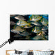 Schooling Porkfish White Margate Wall Decal Design 4