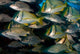 Schooling Porkfish White Margate Wall Decal Design 4