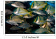 Schooling Porkfish White Margate Wall Decal Design 4