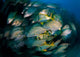 Schooling Porkfish White Margate Wall Decal Design 3