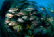 Schooling Porkfish White Margate Wall Decal Design 2
