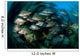Schooling Porkfish White Margate Wall Decal Design 2