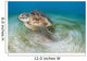 Green Sea Turtle Chelonia Wall Decal Design 22