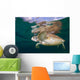 Green Sea Turtle Chelonia Wall Decal Design 21