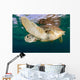 Green Sea Turtle Chelonia Wall Decal Design 20