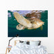 Green Sea Turtle Chelonia Wall Decal Design 20