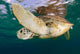 Green Sea Turtle Chelonia Wall Decal Design 20