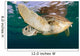 Green Sea Turtle Chelonia Wall Decal Design 20