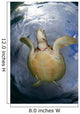 Green Sea Turtle Chelonia Wall Decal Design 19