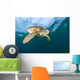 Green Sea Turtle Chelonia Wall Decal Design 18