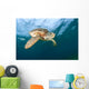 Green Sea Turtle Chelonia Wall Decal Design 18