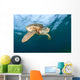 Green Sea Turtle Chelonia Wall Decal Design 18