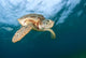 Green Sea Turtle Chelonia Wall Decal Design 18