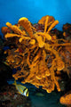 Reefscape Full Sea Sponges Wall Decal