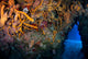 Reefscape Full Gorgonians and Wall Decal