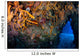 Reefscape Full Gorgonians and Wall Decal