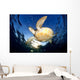 Green Sea Turtle Chelonia Wall Decal Design 14
