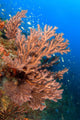Gorgonian Reefscape Caribbean Sea Wall Decal