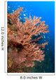 Gorgonian Reefscape Caribbean Sea Wall Decal