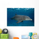 Bottlenose Dolphin Tursiops Truncatus Wall Decal Design 6