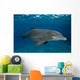 Bottlenose Dolphin Tursiops Truncatus Wall Decal Design 6