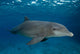 Bottlenose Dolphin Tursiops Truncatus Wall Decal Design 6