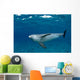 Bottlenose Dolphin Tursiops Truncatus Wall Decal Design 5