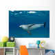 Bottlenose Dolphin Tursiops Truncatus Wall Decal Design 5