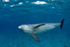 Bottlenose Dolphin Tursiops Truncatus Wall Decal Design 5