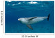 Bottlenose Dolphin Tursiops Truncatus Wall Decal Design 5
