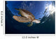Green Sea Turtle Chelonia Wall Decal Design 11