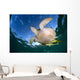 Green Sea Turtle Chelonia Wall Decal Design 10