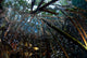 Mangrove Roots Full Life Wall Decal Design 1