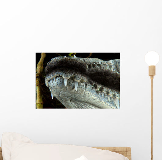 Close-up Snout Moreleti Crocodile Wall Decal