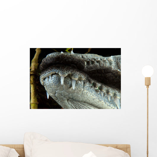 Close-up Snout Moreleti Crocodile Wall Decal