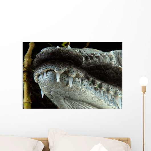Close-up Snout Moreleti Crocodile Wall Decal