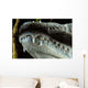 Close-up Snout Moreleti Crocodile Wall Decal